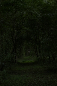 Budka v temném lese.